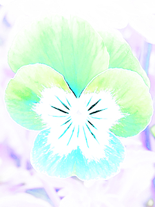 Abstract Pastel Pansy